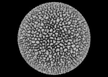 Cellular Forms