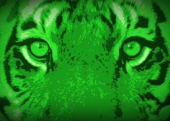 Life After Pi documentary