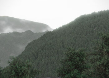 5 free spruce trees