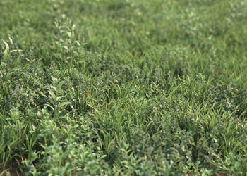 MT Grass Vol 1 released