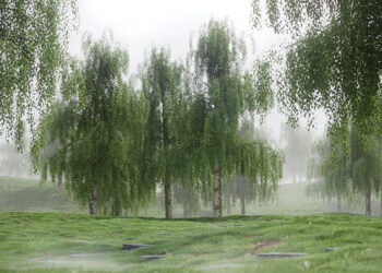 5 free birch tree models