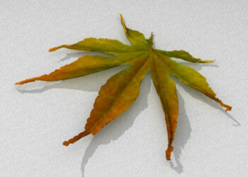 Simulation of morphology changes in drying leaves
