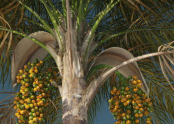 E-on prunes further The Plant Factory’s licensing restrictions, releases v2014.6