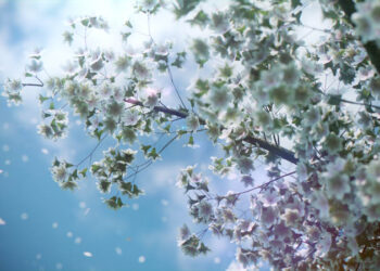 5 free blossoming cherry tree models