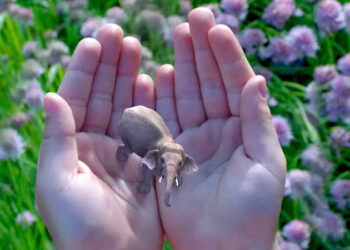 Magic Leap develops wearable AR computing interface