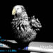 MBPlumage for Houdini