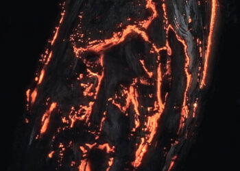 Bioluminescent Forest