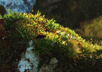 Quixel discloses more information on Megascans, announces early beta