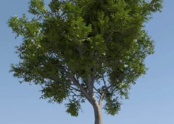 Forester for Cinema 4D soon to be released