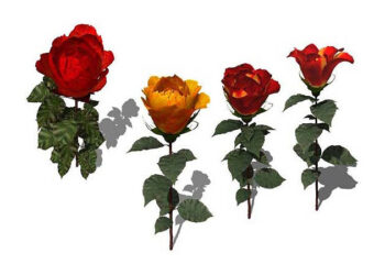 Xfrog free rose models