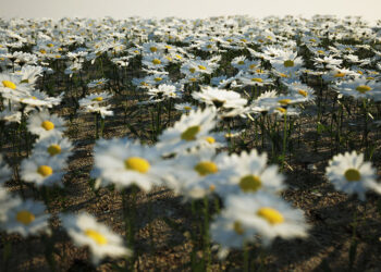 Free models of daisies