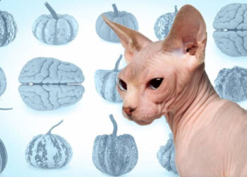 A unified model for wrinkles, folds, and creases