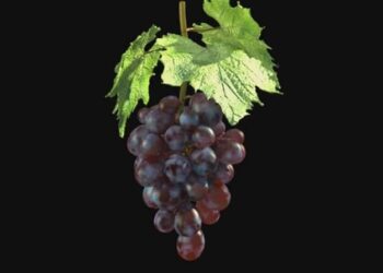 Growing grapes WIP
