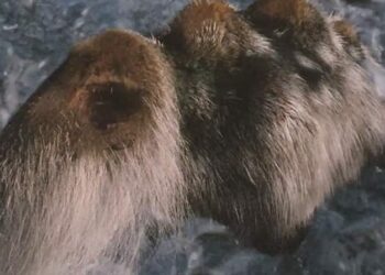 Houdini wet fur test