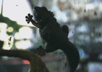 Animation Gecko