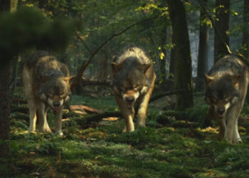 ZUBR Wolves by Platige Image
