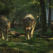 ZUBR Wolves by Platige Image
