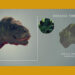 Genome distance-based camouflage