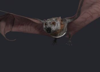 Chris Gill’s fruit bat video and rigging reel
