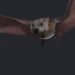 Chris Gill’s fruit bat video and rigging reel