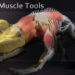 Blender Muscle Tools 1.4 released