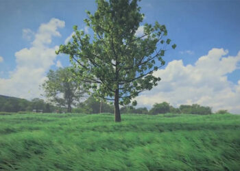Sapling tree generator 3.1