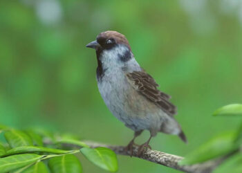 Sparrow animation and making of