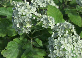 The Grove tree creation add-on for Blender released