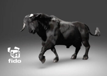 Fido’s bull stampede behind the scenes video