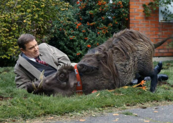 Mikros Image’s Canal+ Warthog making of