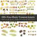 200+ free photo-scanned leaf assets