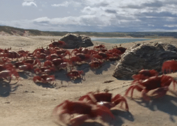 Crab swarm R&D