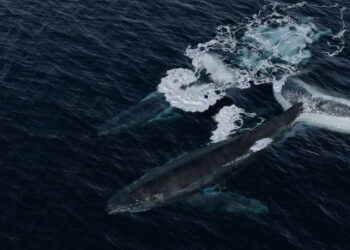 Whale Swim simulation RnD