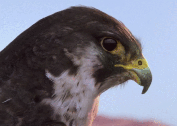 Goodbye Kansas’ creature and character reel