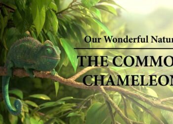 Our Wonderful Nature – The Common Chameleon
