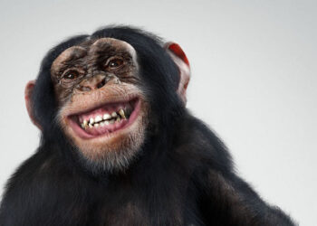 CG chimpanzee making of
