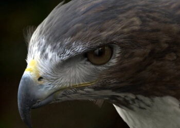 Dexter Studios’ in-house tools