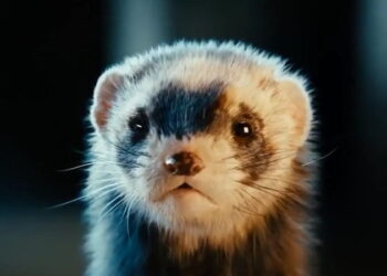 Ornatrix showcase reel