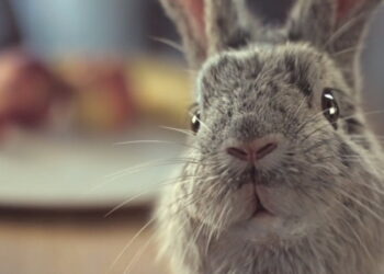 Rocco’s Carrot breakdown