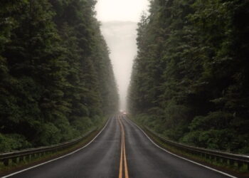 Sebastian Zapata – Through The Woods