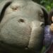 Erik-Jan de Boer on creating Okja the super pig