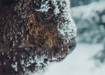 Grzegorz Jankowski’s grooming reel