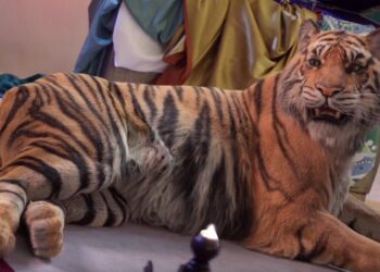 Ahmed Shalaby’s summer 2017 rigging reel