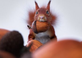 Weareseventeen’s Nature idents breakdown