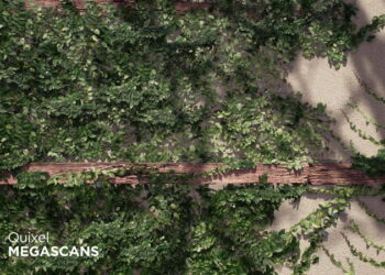 Megascans updates its library with new 3D plants