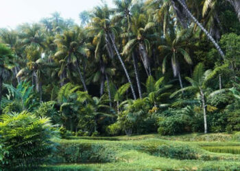 Maxtree release new collection of high quality palm trees
