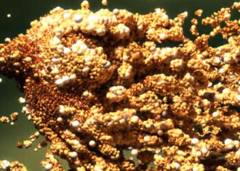 Mootzoid plugins now freeware