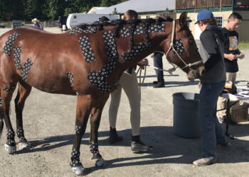 Capturing motion capture from horses
