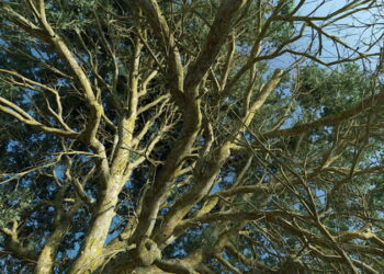 Blender-based tree modeller The Grove version 6 released