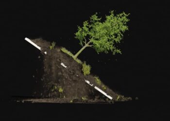 Tree and soil simulations